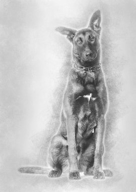 Malinois dog 7 months old