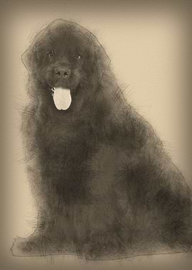 Newfoundland 4 years old s