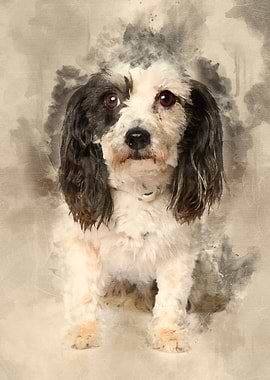 Harvanese Bichon 4 years o