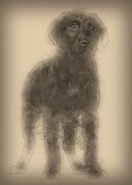 Labrador puppy 3 months ol