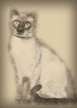 Siamese cat 8 months old s
