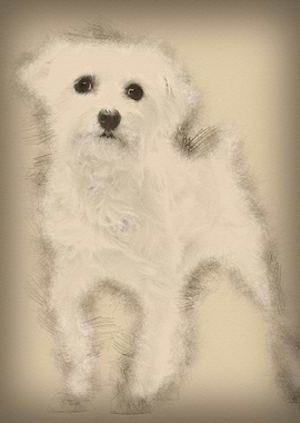 Maltese 1 year old standin