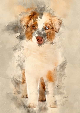 Australian Shepherd puppy