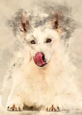 Swiss Shepherd dog 5 years