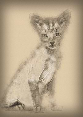 Kitten Lykoi cat 7 weeks o