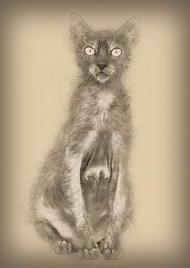 Lykoi cat also called the