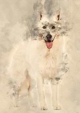 Swiss Shepherd dog 5 years