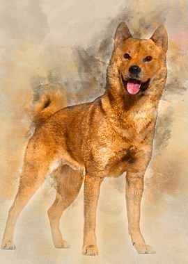 Shiba Inu standing in stud