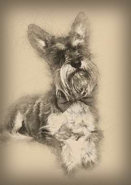 Schnauzer lying against wh