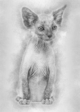 Kitten Lykoi cat 7 weeks o