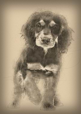 Working Cocker Spaniel 10