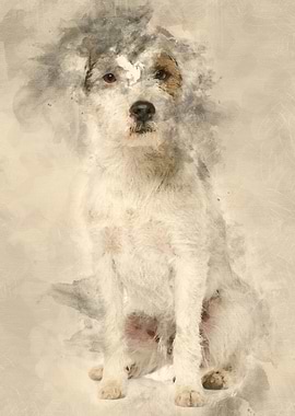 Parson Russell Terrier sit
