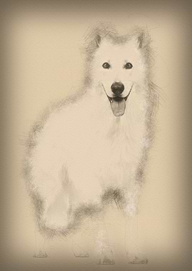 Swiss Shepherd dog 5 years