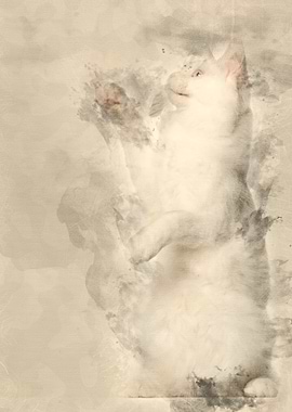 Maine Coon cat 5 months ol