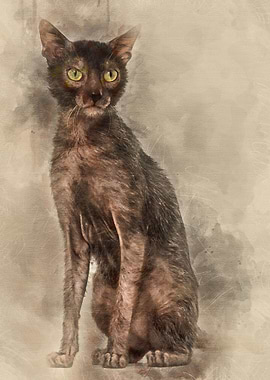 Lykoi cat also called the