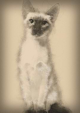 Thai kitten 5 months old s