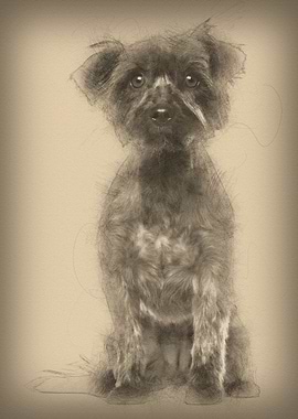 Yorkshire Terrier 2 years