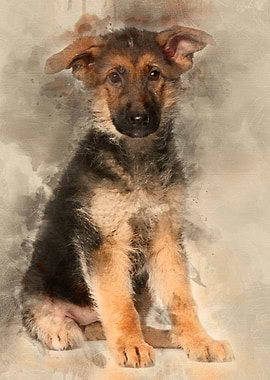 German Shepherd puppy 4 mo