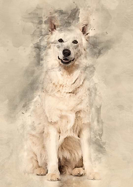 Swiss White Shepherd dog