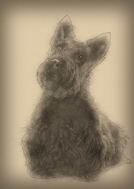 Scottish Terrier 20 months