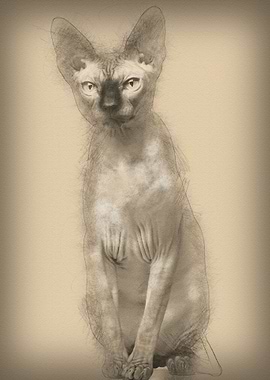 Sphynx cat 1 year old sitt