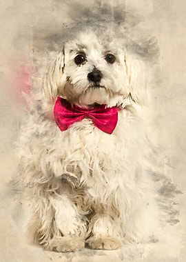 Maltese in bow tie against