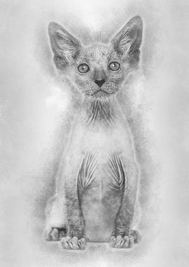 Kitten Lykoi cat 7 weeks o