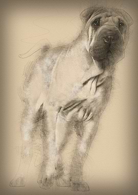 Shar Pei puppy 6 months ol