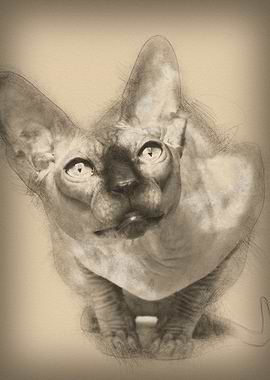 Sphynx cat 1 year old sitt