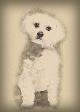 Maltese dog sitting agains