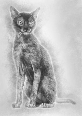 Lykoi cat also called the