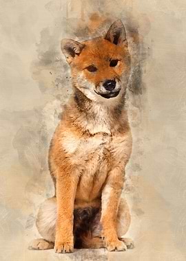 Shiba Inu dog sitting agai