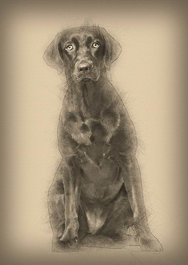 Labrador Retriever dog 8 m