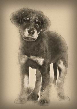 Mixedbreed dog 2 months o