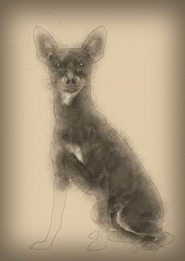 Miniature Pinscher 10 mont