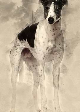 Grey Hound 4 years old sta