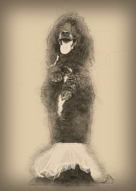 Poodle 5 years old standin