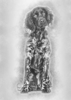 Munsterlander dog 9 month