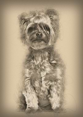 Yorkshire Terrier sitting