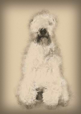 SoftCoated Wheaten Terrier