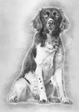 Munsterlander dog 1 year