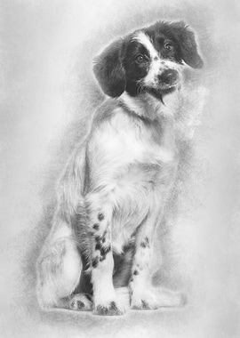 Mixedbreed dog sitting ag