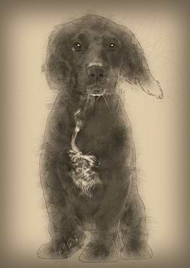 Working Cocker Spaniel aga