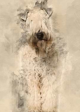 Softcoated Wheaten Terrie