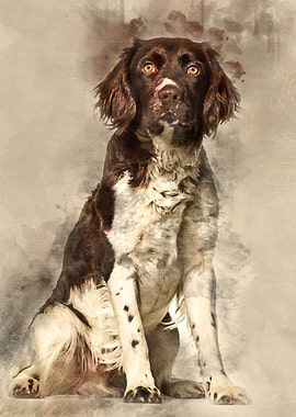 Munsterlander dog 1 year