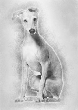Italian Greyhound puppy 4