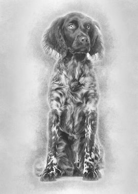 Munsterlander dog 9 month