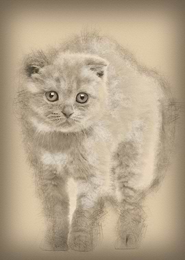 Portrait of Scottish Fold