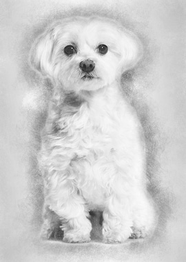 Maltese dog sitting agains