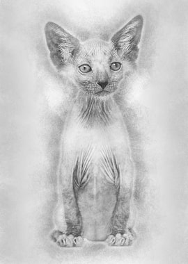 Kitten Lykoi cat 7 weeks o